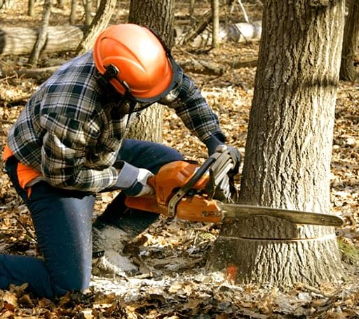 Tree Removal in Visalia, CA